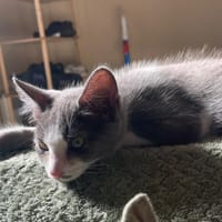 MOUTARDE, chatte à adopter