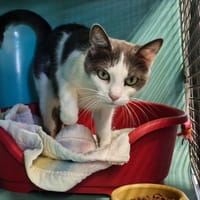 CALINE, chatte à adopter