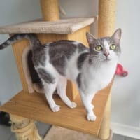 KIRA, chat à adopter