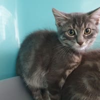 ACHILLE C, chat à adopter
