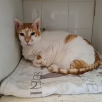 CARAMEL, chat à adopter
