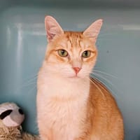 ZÉRI, chat à adopter