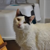 Seven, chat à adopter