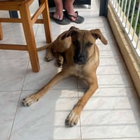 Daya, femelle croisée créole, née le 01/03/2025 🌼, chienne à adopter