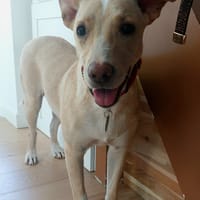 Gribouille, femelle croisée berger, née le 25/10/2024 🐶 ✨, chienne à adopter