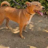 Romero, chien à adopter