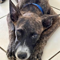Stan, mâle, croisé berger, né le 01/04/2025, chien à adopter