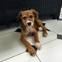 Symba, mâle, croisé berger, né le 01/06/2025, chien à adopter