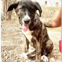 MOKA (101 huellas), chienne à adopter