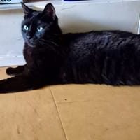 Bandit, chat à adopter