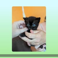 Bandi, chat à adopter