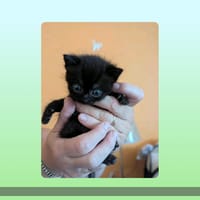 Bijou, chatte à adopter