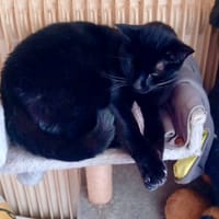 Phenix, chat à adopter