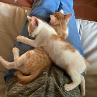 ARES et ALSAN, chat à adopter