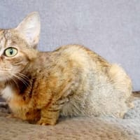Eowyn, chatte à adopter