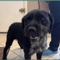 VADOR, chien à adopter