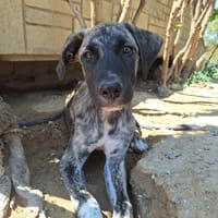 Bro, chien à adopter