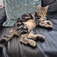 RUMI, chatte à adopter