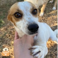 Masha, cane femmina da adottare
