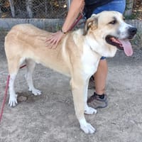 DUQUE, chien à adopter