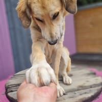 Fred, dog to adopt