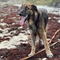 Bobby, l'adorable loulou, chien à adopter