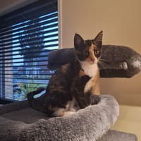Christina, poezen ter adoptie