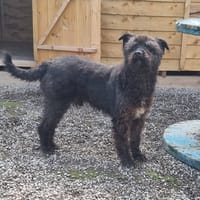 Dave, cat to adopt