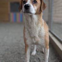 Nina, female dog to adopt