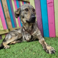 Ronnie, dog to adopt