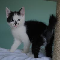 Aster, katers ter adoptie