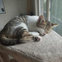 Ginette, chatte à adopter