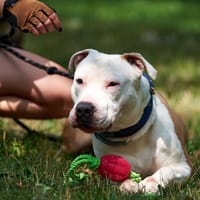 Ares, pies do adopcji