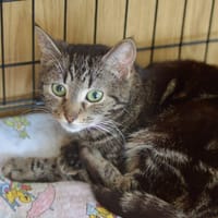 Wiktoriana, kotka do adopcji