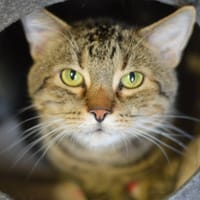 Jasiek, kot do adopcji