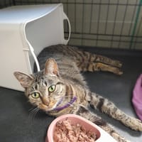 Betty, kotka do adopcji