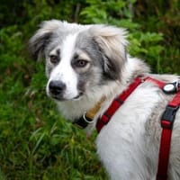 Willow - Zurückhaltender Rüde auf PS, Hund zur Adoption