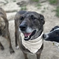 Ben - Sanfter Rüde auf PS in Berlin, Hund zur Adoption