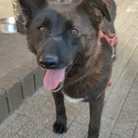 Raven wartet in der Eifel, Hund zur Adoption