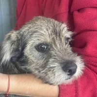 Max, kleiner Charmeur sucht Körbchen, Hund zur Adoption