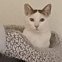 Putziger Val stellt sich vor, Kater zur Adoption