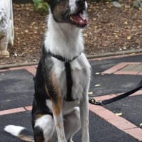 ULI, Hund zur Adoption