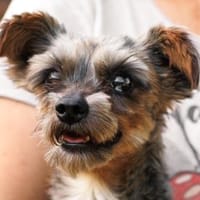 Nico sensibl. Schatz su. liebev. Platz, Hund zur Adoption