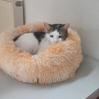Fluffy sucht weiches Körbchen, gerne zus, Kater zur Adoption