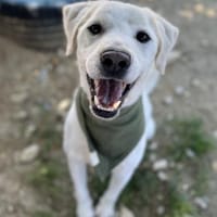 Denis - Lieber Rüde auf PS in BW, Hund zur Adoption