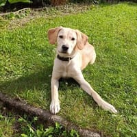 ❤Daisy...sehr menschenbezogen & sozial, Hündin zur Adoption