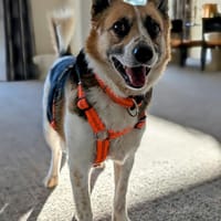 Osa  kluge Lady mit Herz und Köpfchen, Hündin zur Adoption