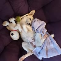 Polly - bereit was zu erleben!, Hündin zur Adoption