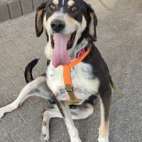 Kyro - wartet in der Eifel PLZ 54673, Hund zur Adoption