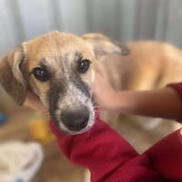 Micky, kleiner Draufgänger sucht, Hund zur Adoption